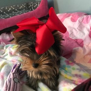 Meet your Posher, Ashton